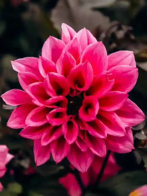 photo de profil de Julia kahindo